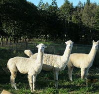 Blackwattle Farm BampB and Farm Stay - Accommodation Coffs Harbour