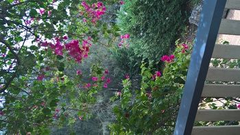 Linley House Bed & Breakfast - Accommodation Coffs Harbour 30