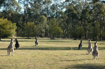 Hunter Hideaway Cottages - Accommodation Coffs Harbour 10