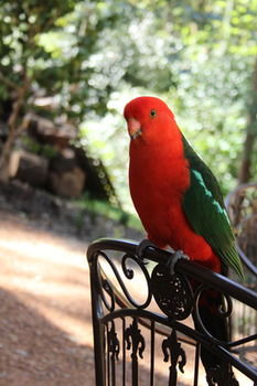 Merrow Cottages - Accommodation Coffs Harbour 40