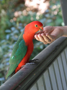 Merrow Cottages - Accommodation Coffs Harbour 49