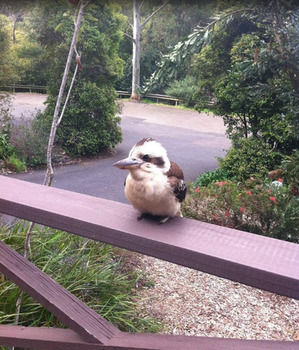 Avoca Beach Hotel & Resort - Accommodation Coffs Harbour 49