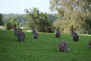 Mary Valley Views B + B - Accommodation Coffs Harbour 10