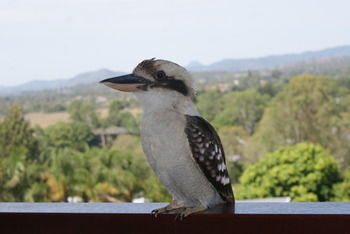 Mary Valley Views B + B - Accommodation Coffs Harbour 19