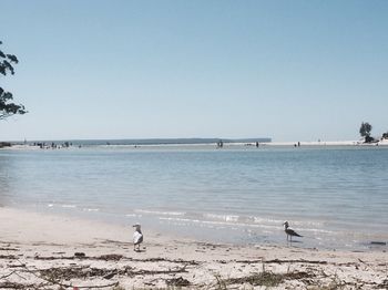 Huskisson Beach Bed And Breakfast - Accommodation Coffs Harbour 3