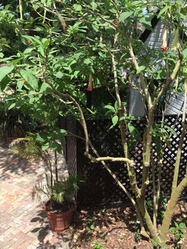 The Regents Park - Accommodation Coffs Harbour 54
