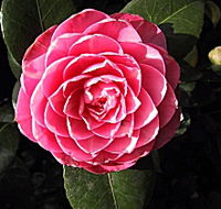 Cloverlea Gardens Bed and Breakfast - Accommodation Coffs Harbour