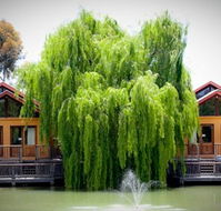 Perricoota Vines Retreat Echuca Moama - Accommodation Coffs Harbour