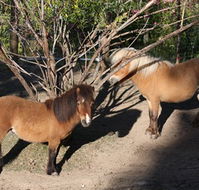 Cloud End Farmstay - Accommodation Coffs Harbour