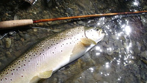 Riverview Lodge - Accommodation Coffs Harbour 3