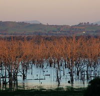 Salisbury - Accommodation Coffs Harbour
