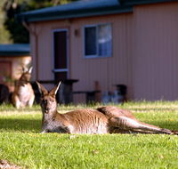 Kalgan River Chalets  Caravan Park - Accommodation Coffs Harbour