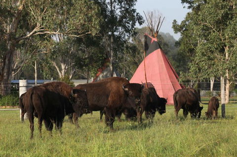 Aranyani Bison Adventure Tourist Park - Accommodation Coffs Harbour 6