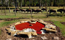 Aranyani Bison Adventure Tourist Park - Accommodation Coffs Harbour 5