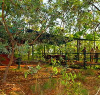 Arnhemland Barramundi Nature Lodge - Accommodation Coffs Harbour