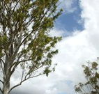 Glen Villa Resort and Tourist Park Casino - Accommodation Coffs Harbour
