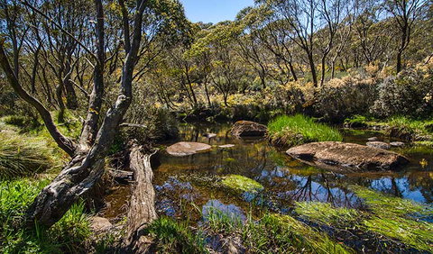 Junction Pools Campground - Accommodation Coffs Harbour 0