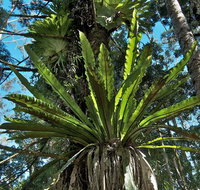 Rummery Park campground - Accommodation Coffs Harbour