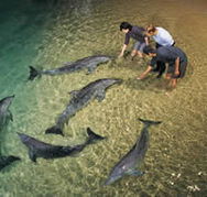 Tangalooma Wild Dolphin Resort - Accommodation Coffs Harbour