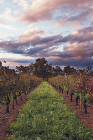 Lamonts Winery Restaurant  Gallery - Accommodation Coffs Harbour