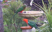 Valley View Motel Murrurundi - Murrurundi - Accommodation Coffs Harbour 4