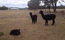 Baidland Hill Cottage - Accommodation Coffs Harbour 1