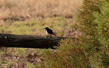 Lake Paika Station Farmstay - Accommodation Coffs Harbour 1
