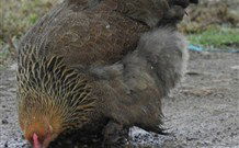 Mudgees Getaway Cottages - Accommodation Coffs Harbour 2