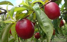 Ralda's Cottage - Accommodation Coffs Harbour 2