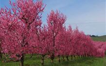 Ralda's Cottage - Accommodation Coffs Harbour 1