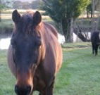 Reynella Kosciusko Rides Accommodation - Accommodation Coffs Harbour