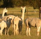 Waterfall Way Farmstay - Accommodation Coffs Harbour