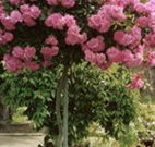 Eden Bed and Breakfast - Accommodation Coffs Harbour