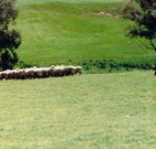 Gooromon Park Cottages - Accommodation Coffs Harbour