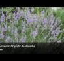 Lavender Majestic - Accommodation Coffs Harbour