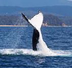 Snug Cove Bed and Breakfast - Accommodation Coffs Harbour