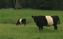 Mulberry Cottage - Accommodation Coffs Harbour 1