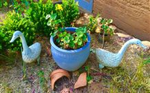 The Pines Pastoral - Accommodation Coffs Harbour 5