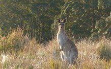 White Sands Cottage - Accommodation Coffs Harbour 3