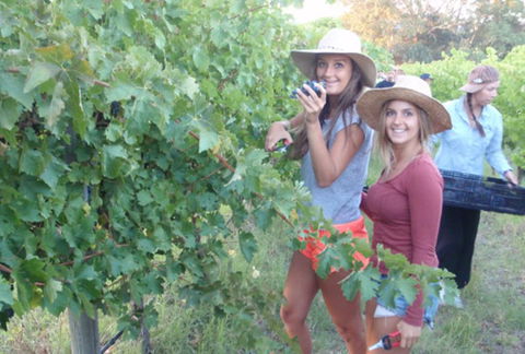 McLaren Vale Backpackers - Accommodation Coffs Harbour 0
