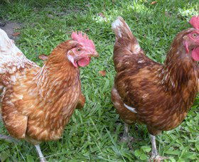 Imbil Bridge Farm - Accommodation Coffs Harbour 1