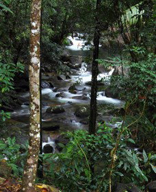 Daintree Secrets Waterfall Sanctuary - Accommodation Coffs Harbour 1