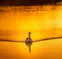 River Shack Rentals - Living the Dream - Accommodation Coffs Harbour