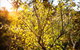 Fifth Ave Katoomba Retreat - thumb 4