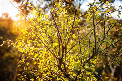 Fifth Ave Katoomba Retreat - Accommodation Coffs Harbour 4