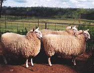 Camerons Farmstay - Accommodation Coffs Harbour 2