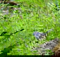 Morialta Bed And Breakfast - Accommodation Coffs Harbour