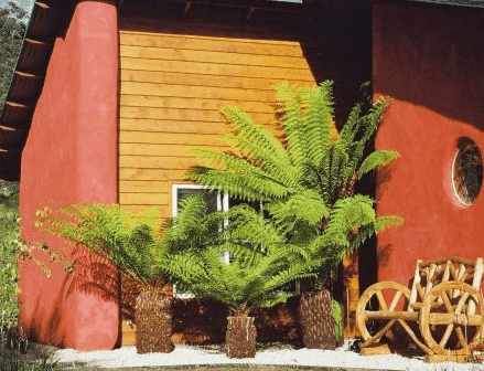 Whispering Spirit Cottage  Miniature Pony Stud - Accommodation Coffs Harbour