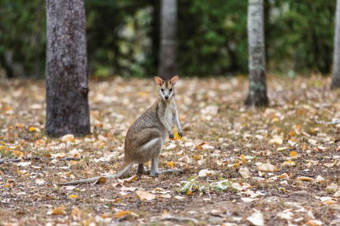 Carnarvon National Park Camping - Accommodation Coffs Harbour 2