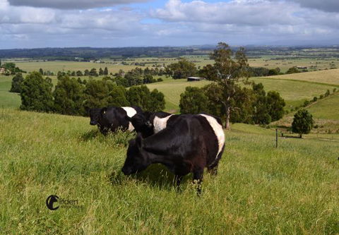 Clifden Cottage - Accommodation Coffs Harbour 6